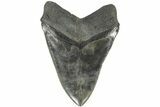 Serrated, 6.10" Fossil Megalodon Tooth - 50 Foot Shark! - #203030-2